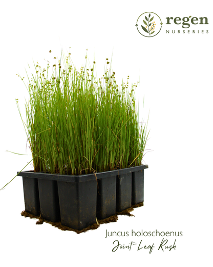 Juncus holoschoenus