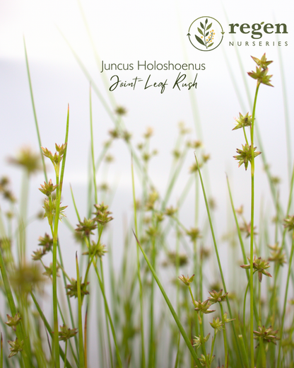 Juncus holoschoenus