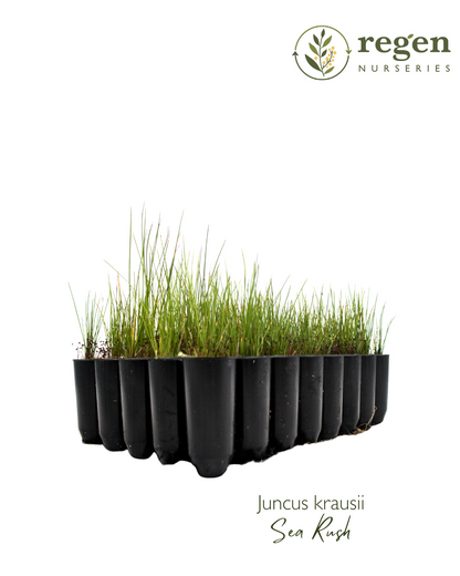 Juncus kraussii