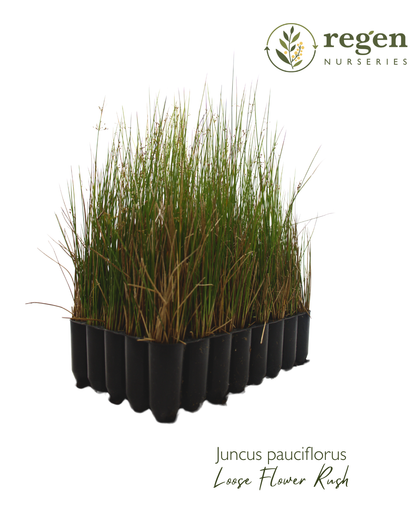 Juncus pauciflorus