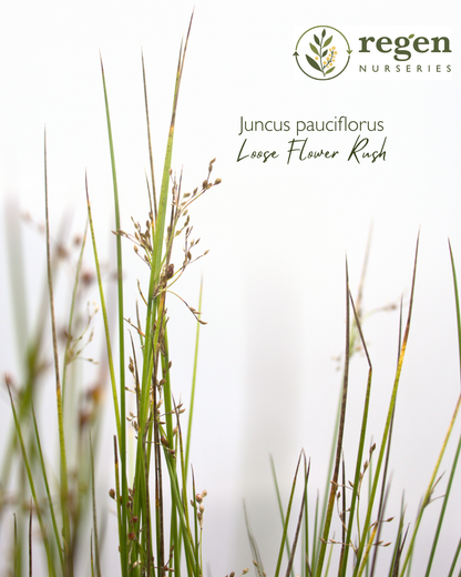 Juncus pauciflorus