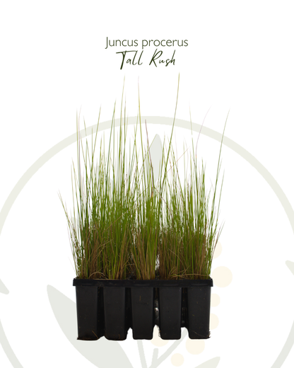 Juncus procerus