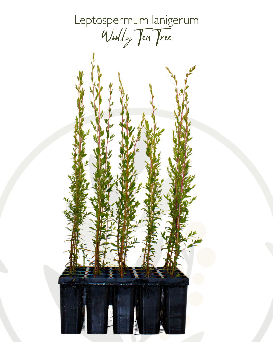 Buy Leptospermum lanigerum online (Woolly Tea-tree) - Enhance Your Home ...