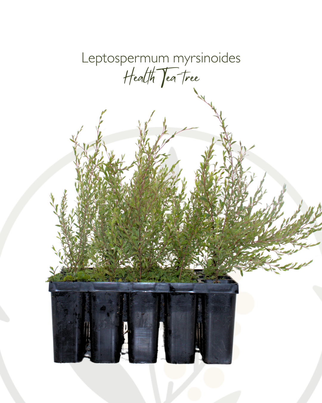 Leptospermum myrsinoides