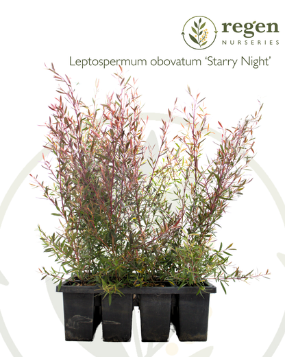 Leptospermum obovatum 'Starry Night'