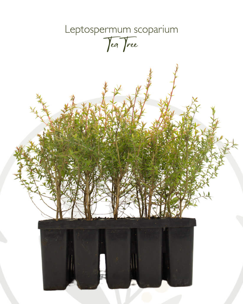 Buy Leptospermum scoparium (Manuka, Tea-tree) Online – Regen Nurseries
