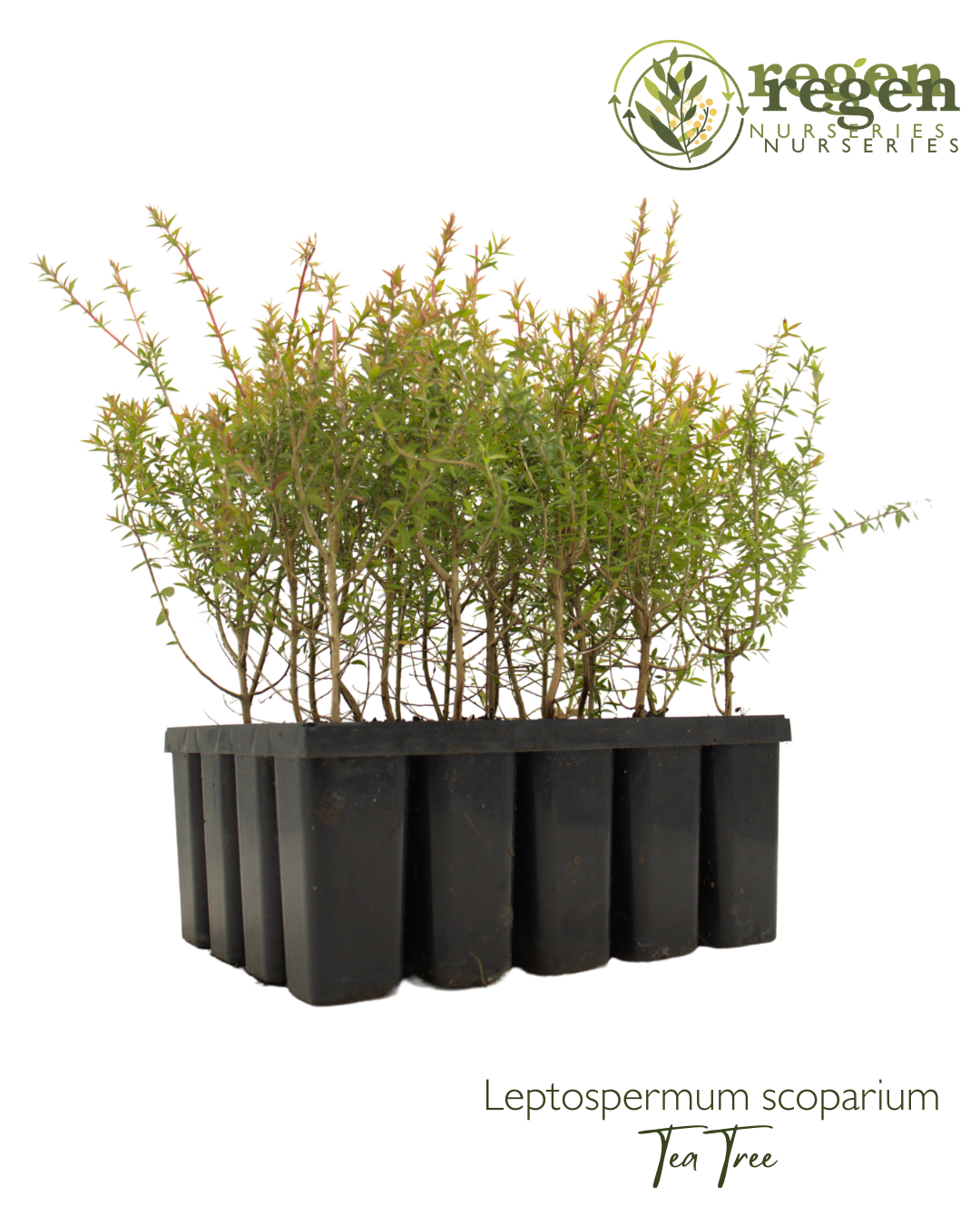 Leptospermum scoparium