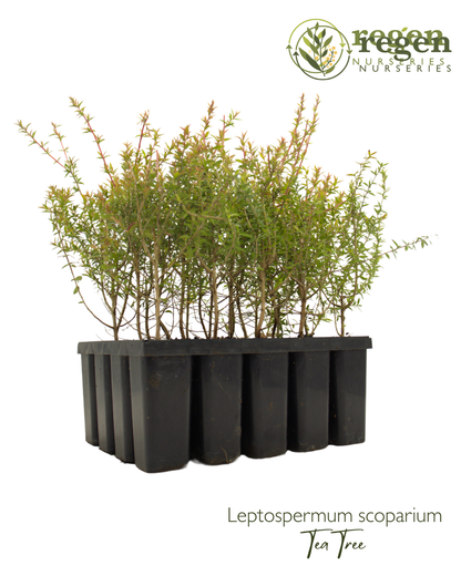 Leptospermum scoparium