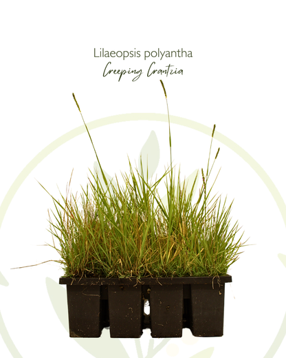 Lilaeopsis polyantha