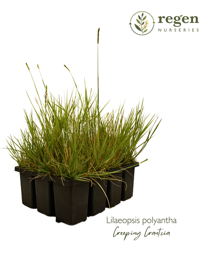 Lilaeopsis polyantha