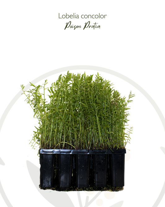 Lobelia concolor