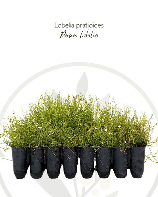 Lobelia pratioides