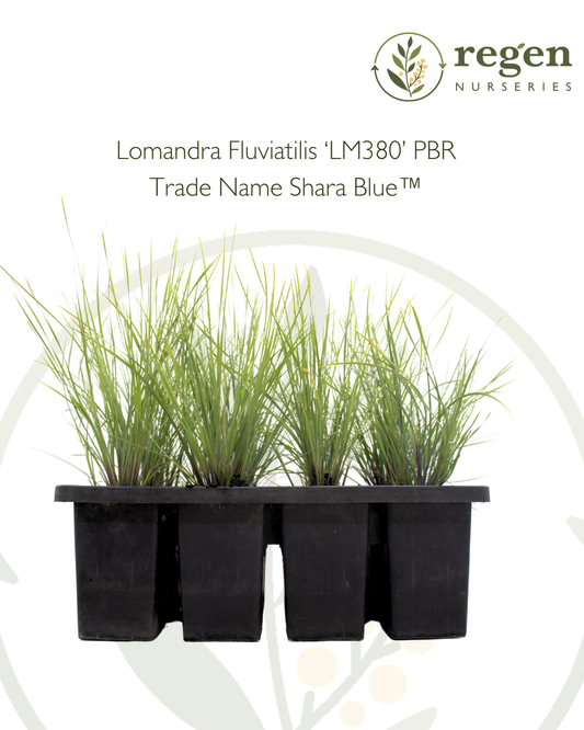 Lomandra 'Shara Blue'