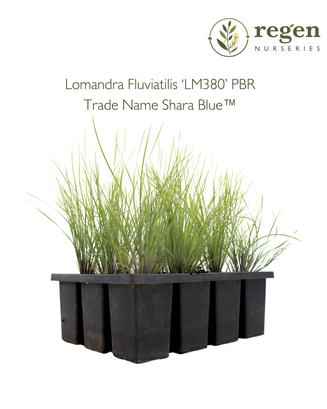 Lomandra 'Shara Blue'