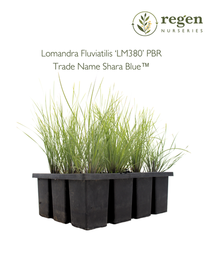 Lomandra 'Shara Blue'