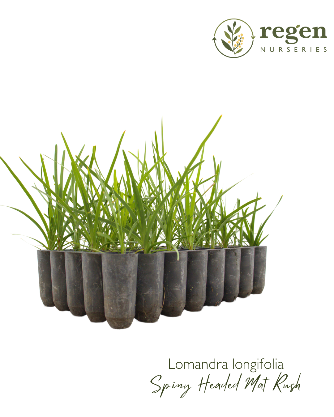 Lomandra longifolia