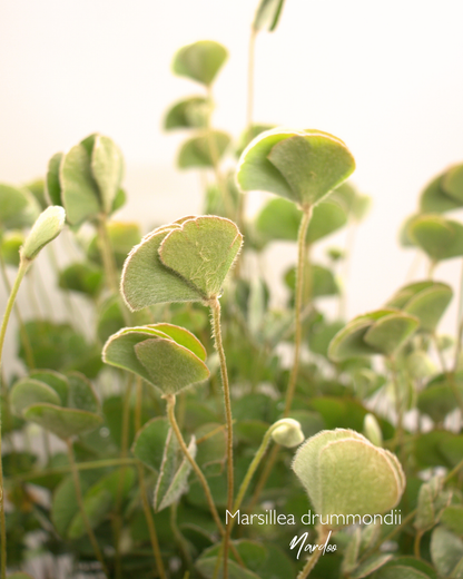 Marsilea drummondii