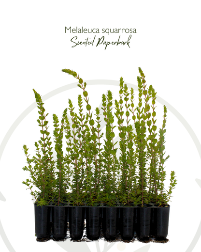 Melaleuca squarrosa