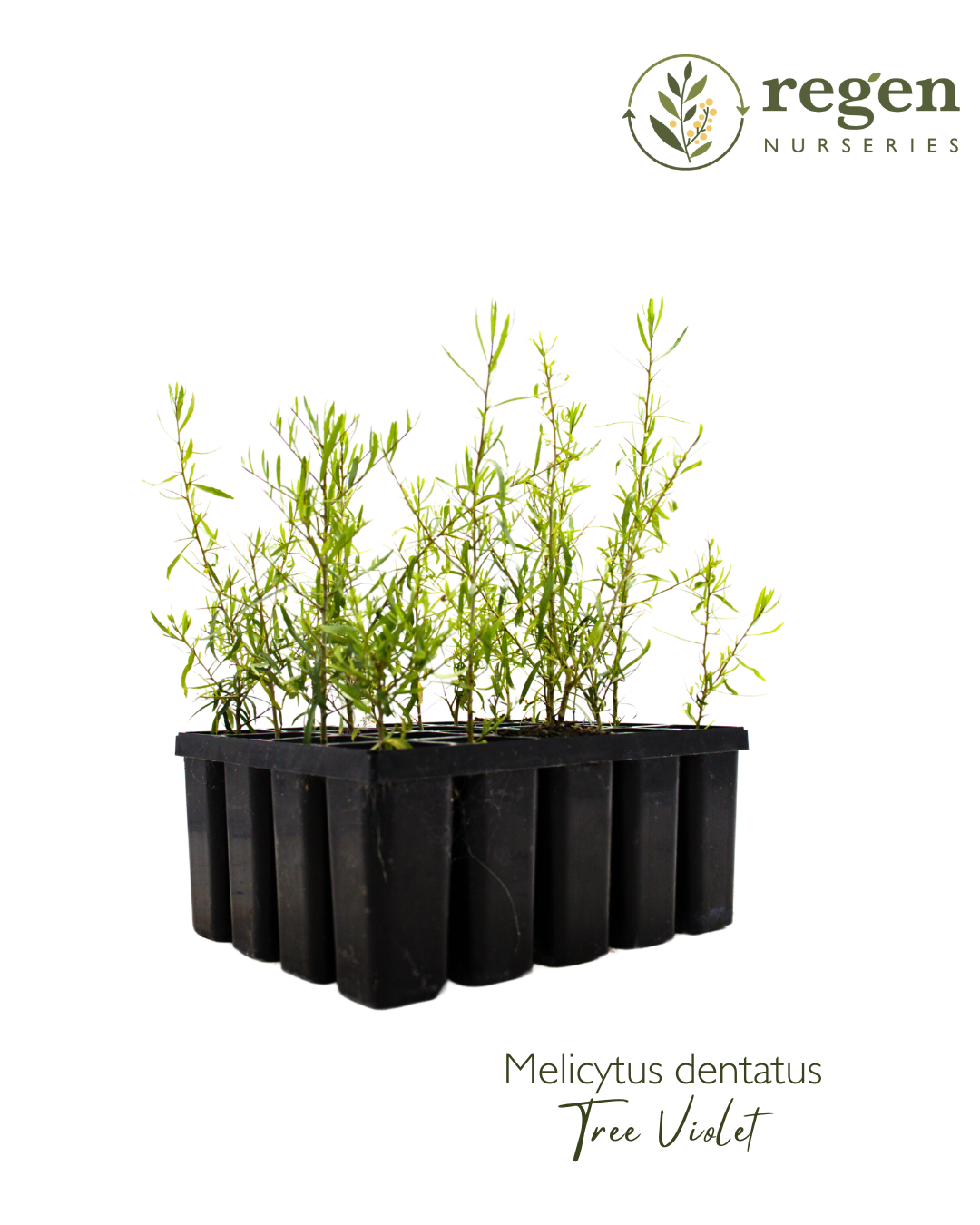 Melicytus dentatus