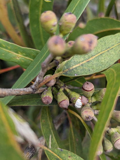 Corymbia maculata