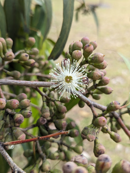 Corymbia maculata