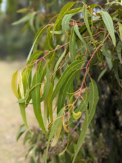 Corymbia maculata