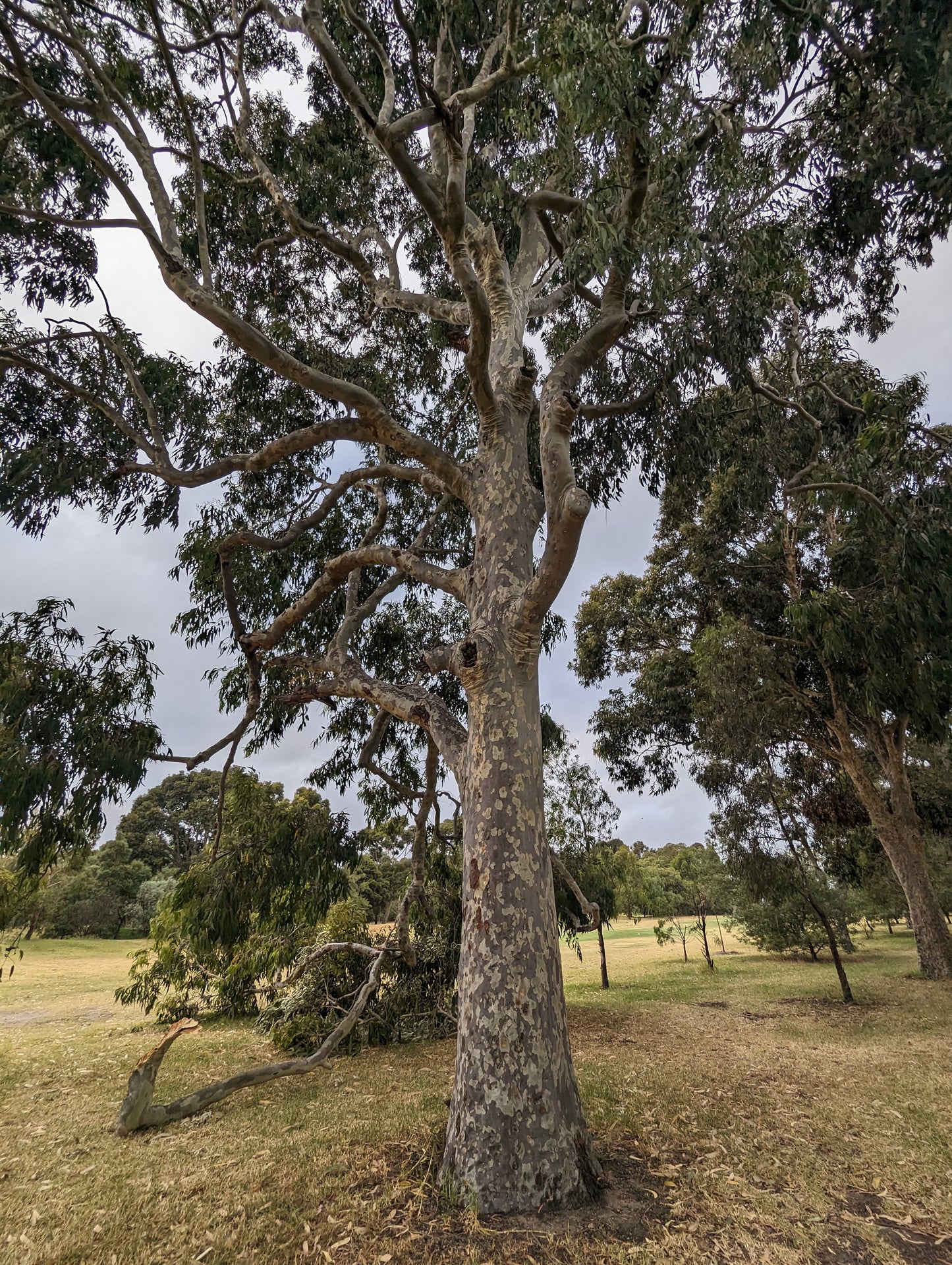 Corymbia maculata