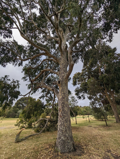 Corymbia maculata