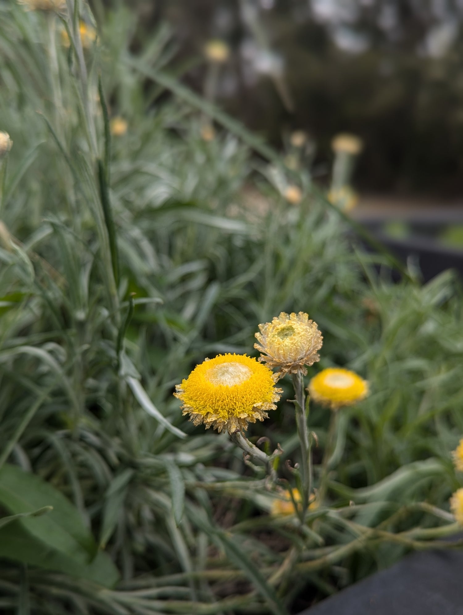 Native Plant Guides – Regen Nurseries
