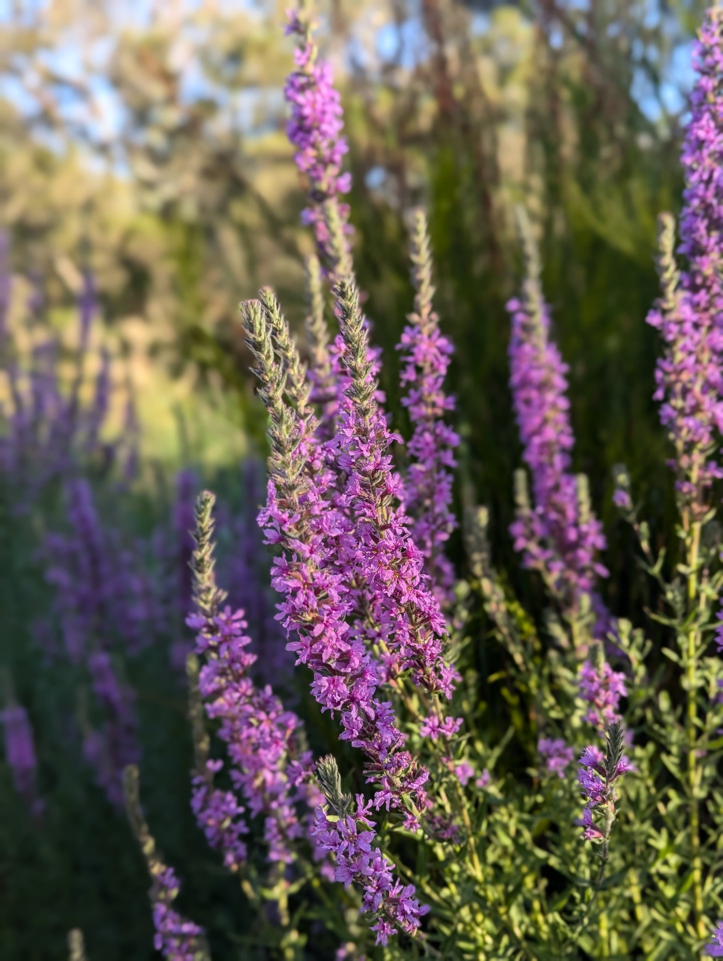 Lythrum salicaria