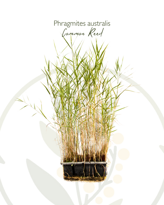 Phragmites australis