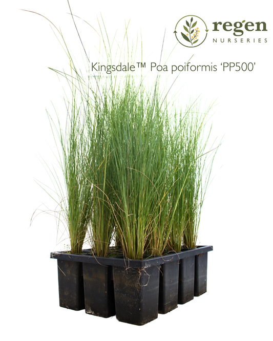 Poa Poiformis 'Kingsdale'