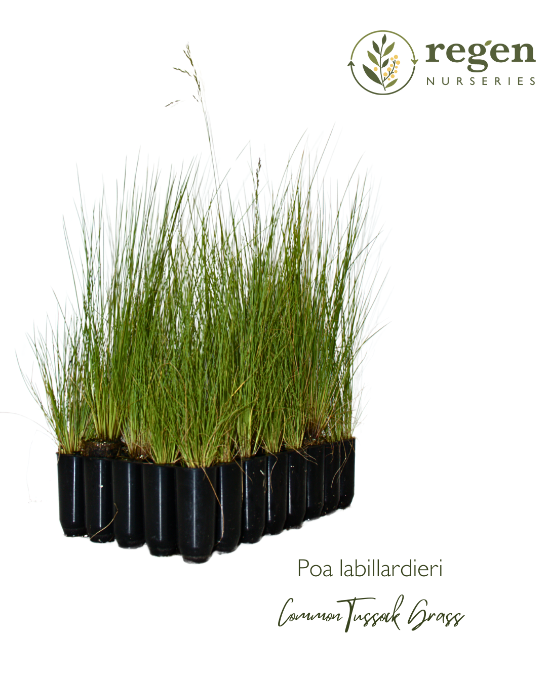 Poa labillardieri var. labillardierei