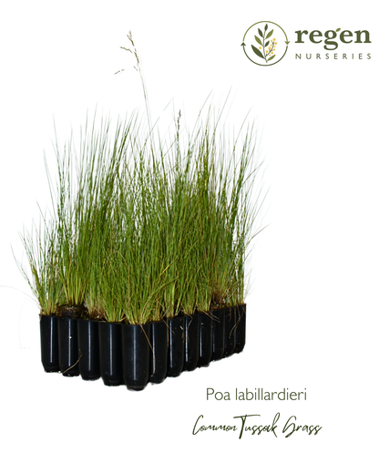 Poa labillardieri var. labillardierei