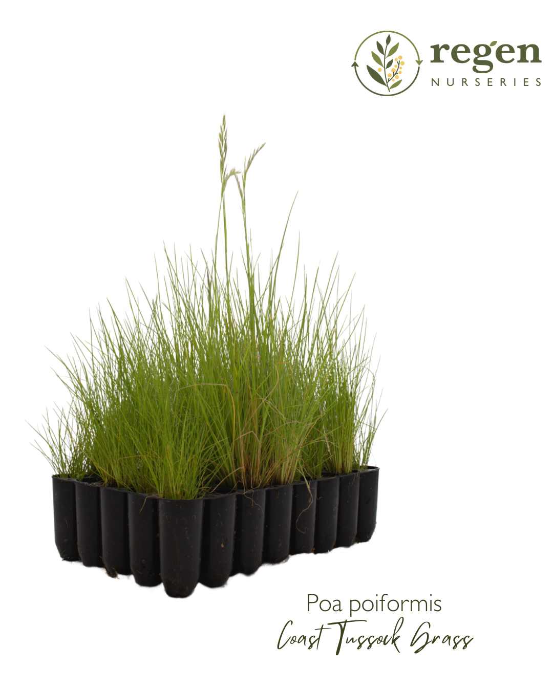 Poa poiformis var. poiformis