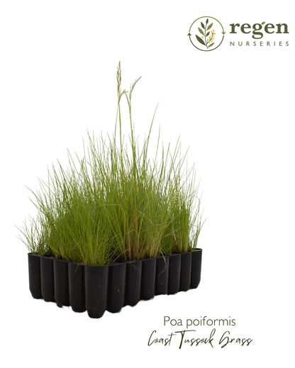 Poa poiformis var. poiformis