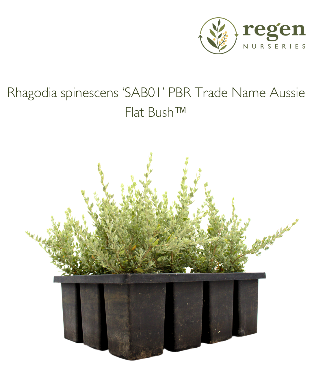 Rhagodia spinescens 'Aussie Flat Bush'