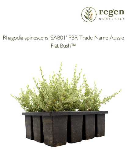 Rhagodia spinescens 'Aussie Flat Bush'