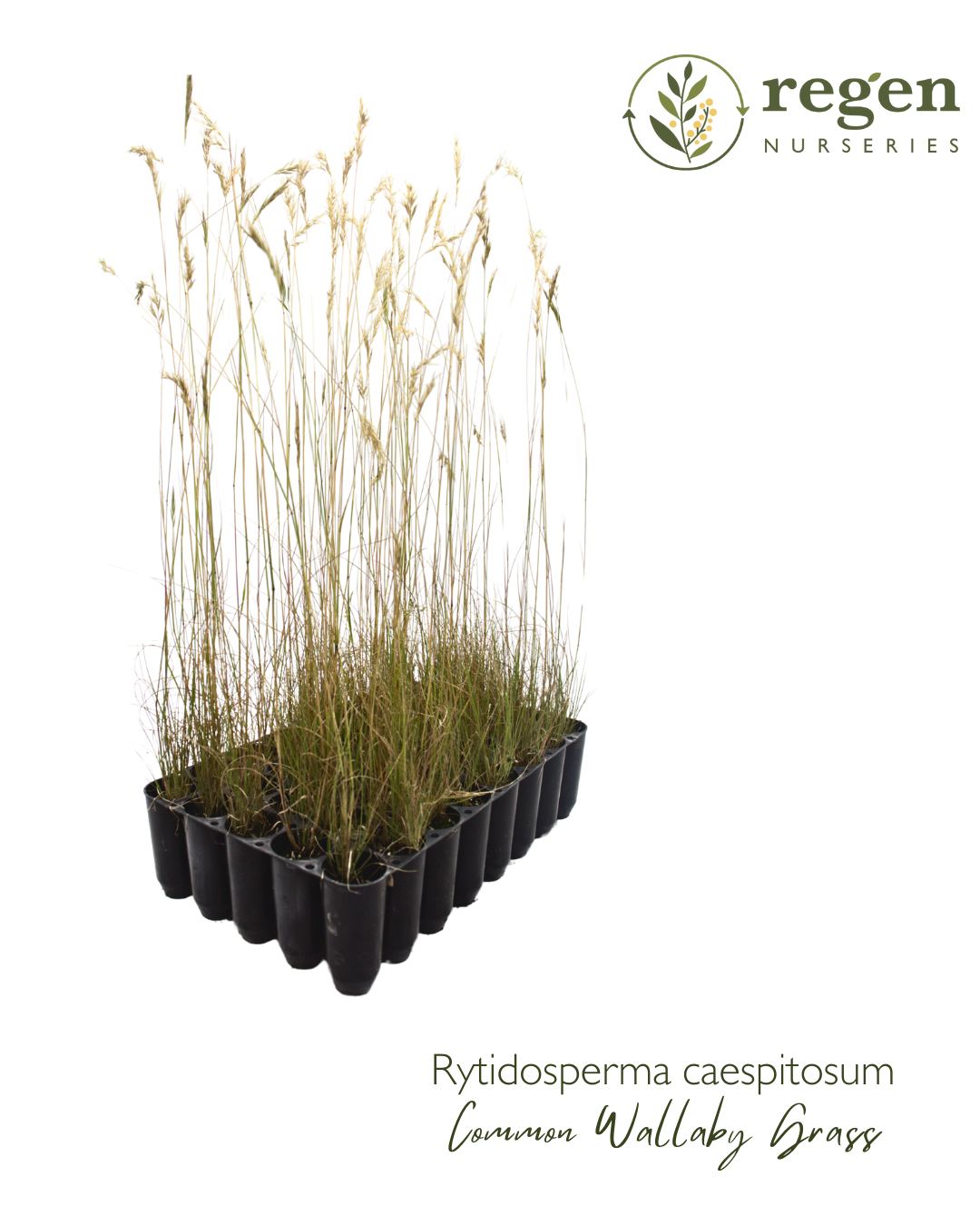 Rytidosperma caespitosum