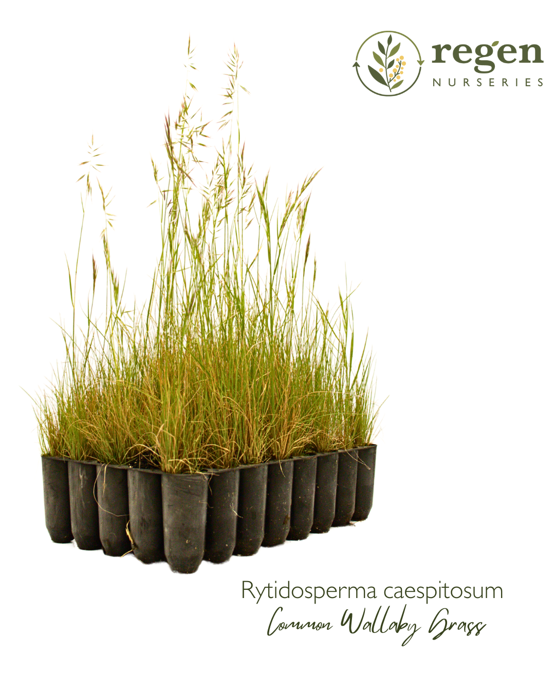 Rytidosperma caespitosum