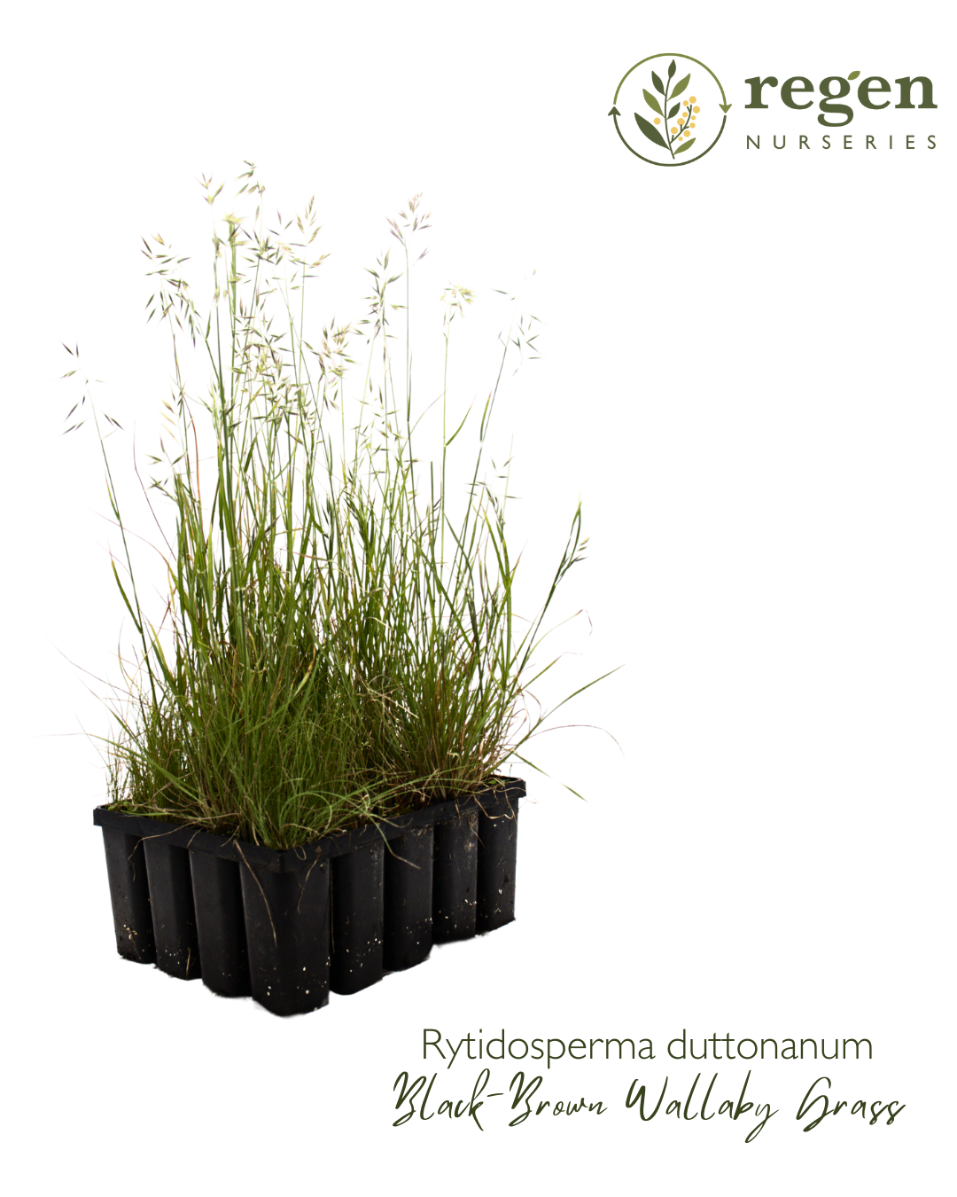 Rytidosperma duttonianum