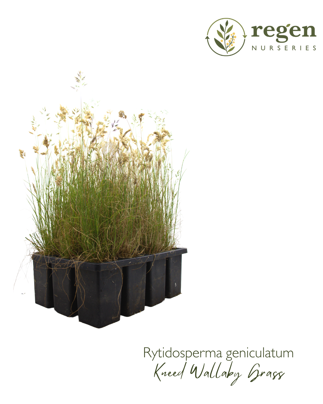 Rytidosperma geniculatum