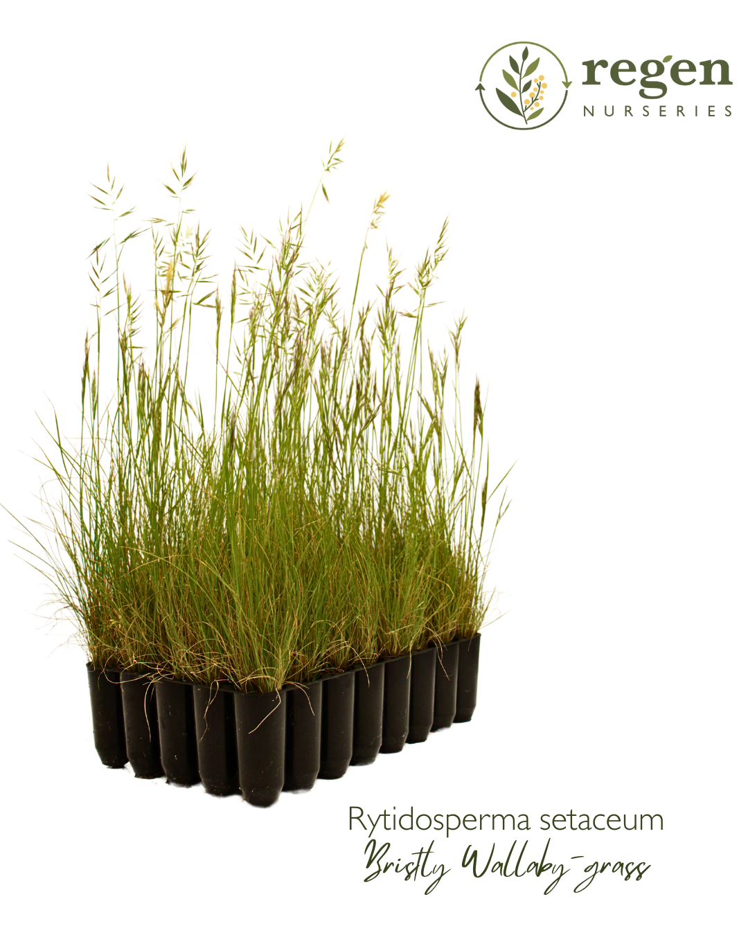 Rytidosperma setaceum