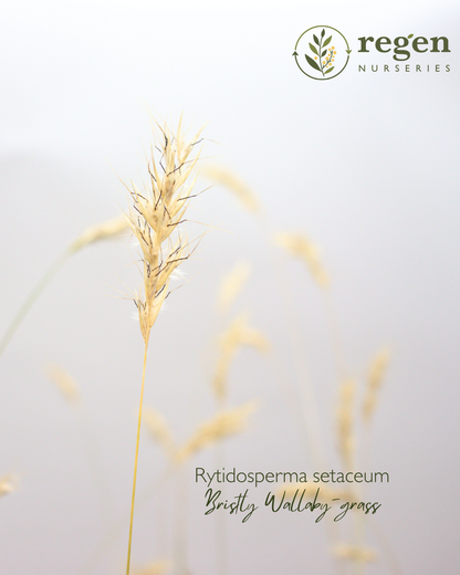 Rytidosperma setaceum