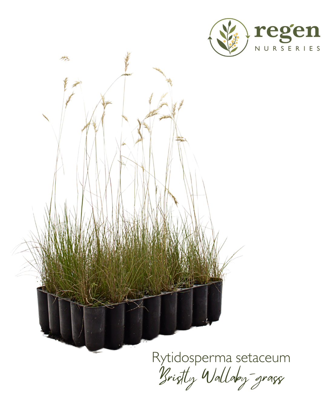 Rytidosperma setaceum