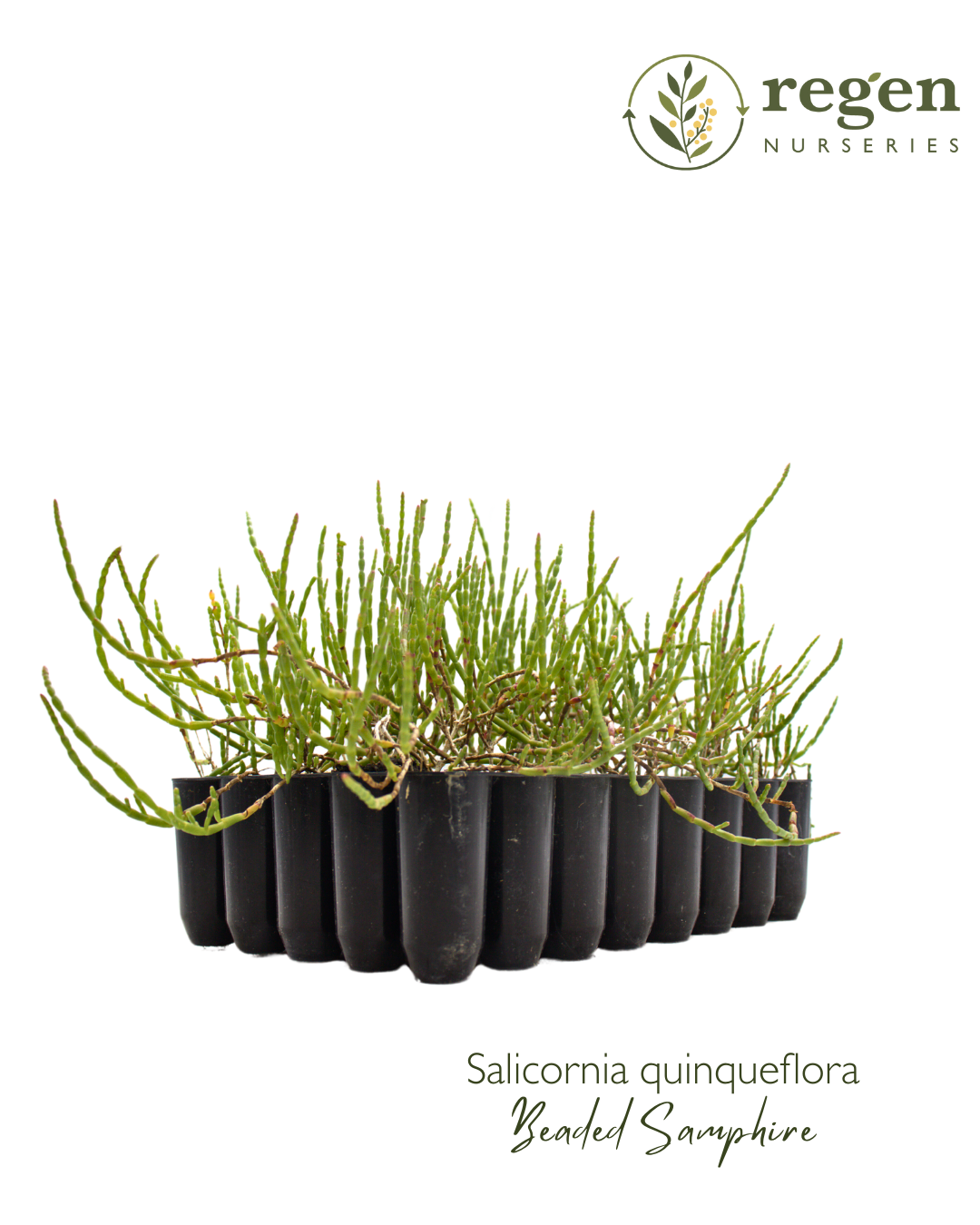 Salicornia quinqueflora