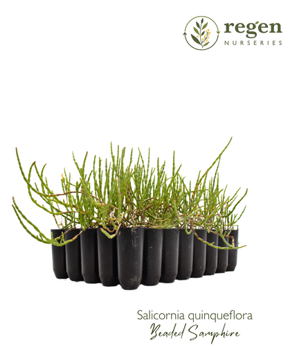 Salicornia quinqueflora