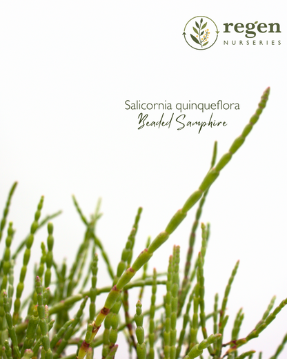 Salicornia quinqueflora