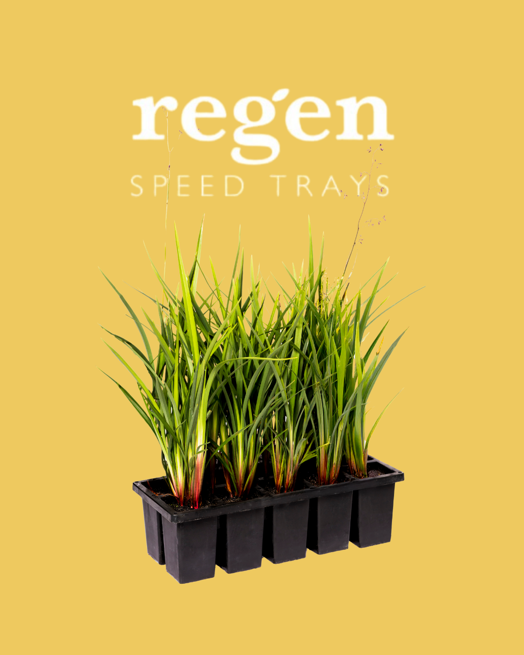 Regen Speed Trays – Regen Nurseries