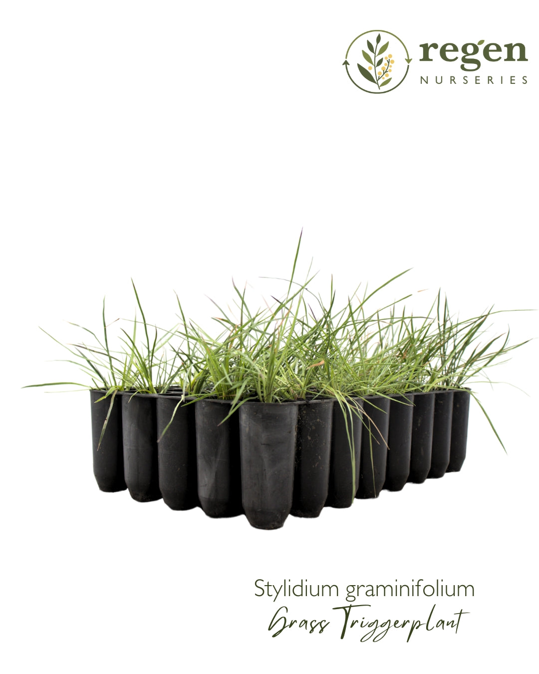 Stylidium graminifolium